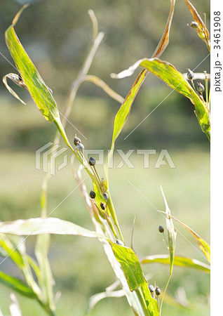 ハトムギ 3461908