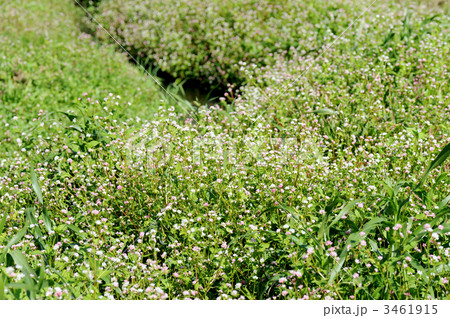 ミゾソバ 3461915