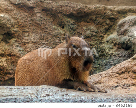 カピバラ カピバラ 3462169