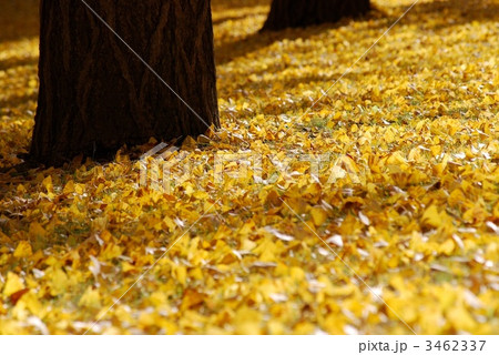 黄色の絨毯 3462337