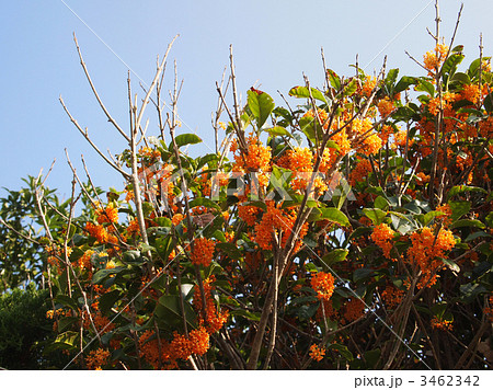 キンモクセイ 3462342