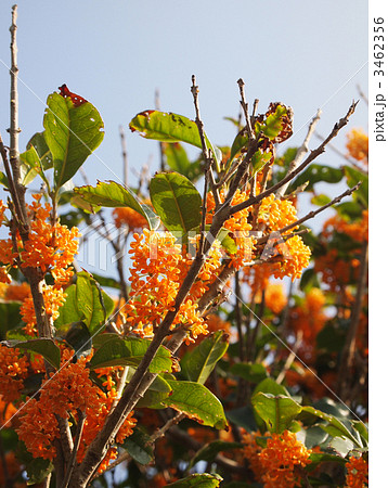 キンモクセイ 3462356