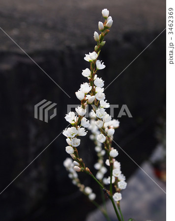 シロバナサクラタデ 3462369