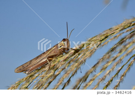 ススキとイナゴ 3462416