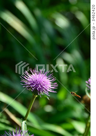 アザミに接近 アザミに接近 3462420