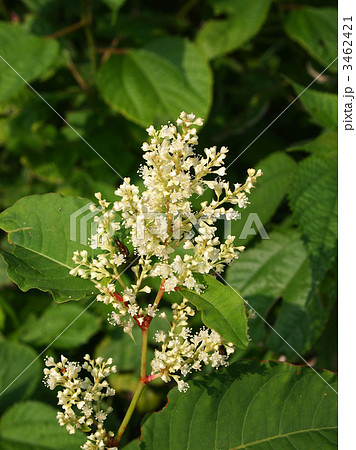 イタドリ 3462421