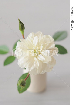 ミニバラ*グリーンアイズ 3462638