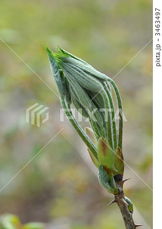 山菜のハリギリ 山菜のハリギリ 3463497