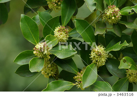 モチノキ 3463516