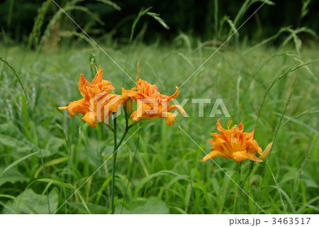 ヤブカンゾウ ヤブカンゾウ 3463517