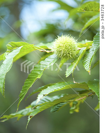 栗の木 3463728