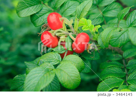 ハマナスの実 3464145