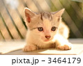 子猫 3464179
