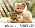 子猫 3464180