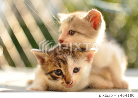 子猫 子猫 3464180