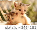 子猫 3464181