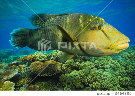 ナポレオンフィッシュの幼魚の写真素材 [3464306] - PIXTA