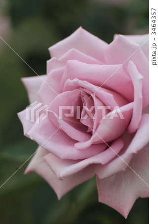 薔薇のショッキング　ブルー 3464357