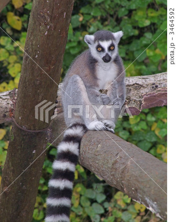 ワオキツネザル 3464592