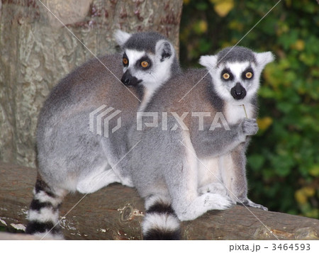 ワオキツネザル 3464593