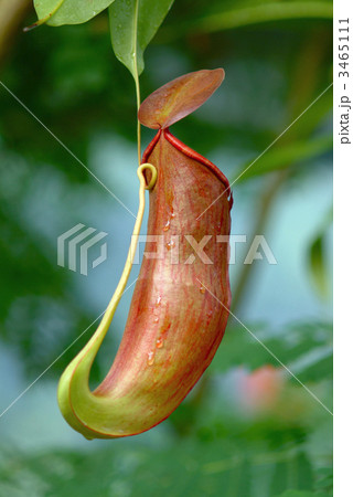 ウツボカズラ捕虫器全体 3465111