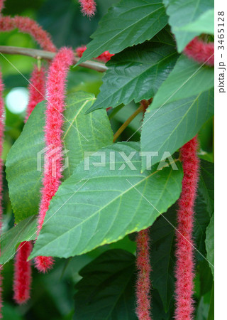 ベニヒモノキの葉 3465128