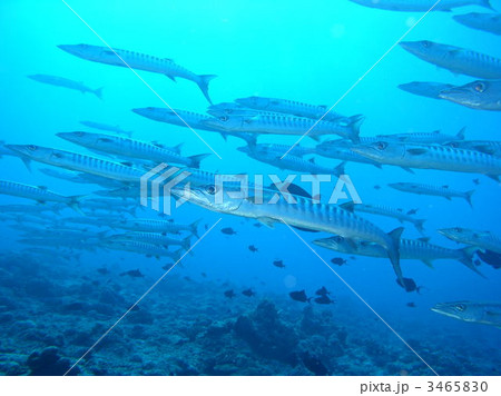バラクーダの群れ 3465830