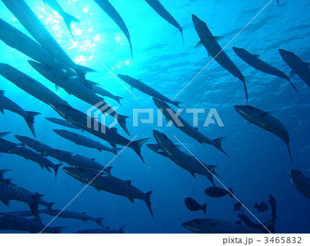 バラクーダの群れ 3465832