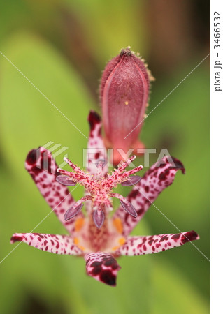 ホトトギス 3466532