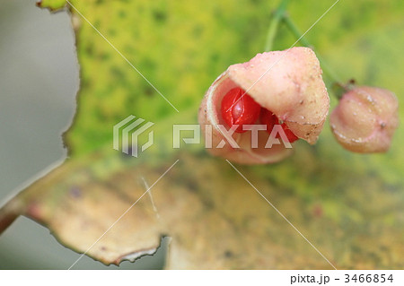 マユミ マユミ 3466854