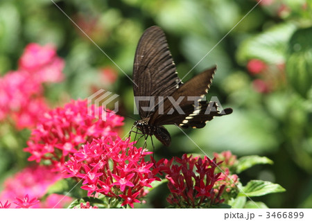 シロオビアゲハ・通常型 3466899