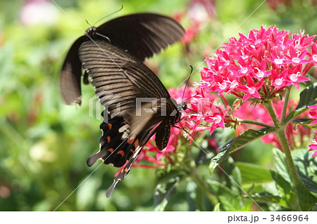 ペンタスで吸蜜するシロオビアゲハ・ベニモン型 3466964
