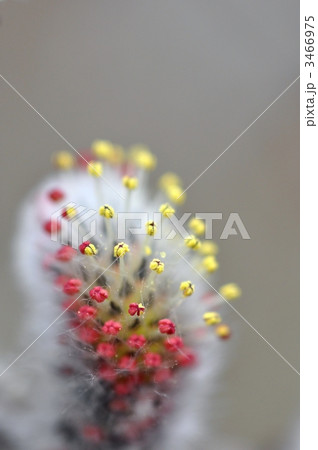 ネコヤナギの花穂 3466975