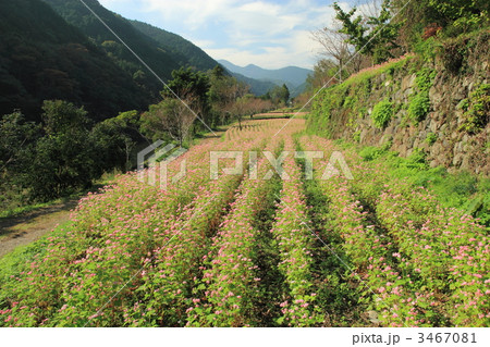 高嶺ルビー　赤ソバの花畑 3467081