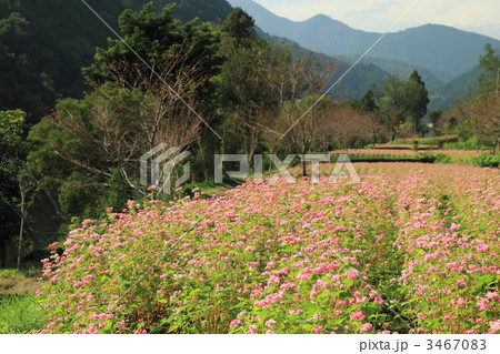 高嶺ルビー　赤ソバの花畑 3467083