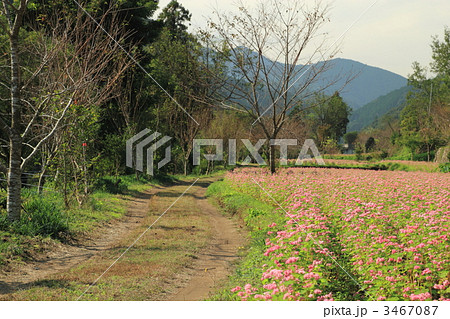 高嶺ルビー　赤ソバの花畑 3467087