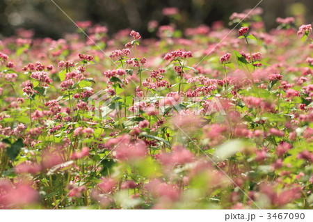 高嶺ルビー　赤ソバの花畑 3467090