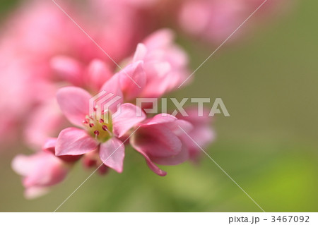 高嶺ルビー　赤ソバの花畑 3467092