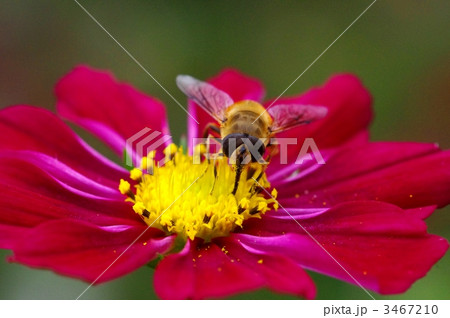 コスモスとハチ 3467210