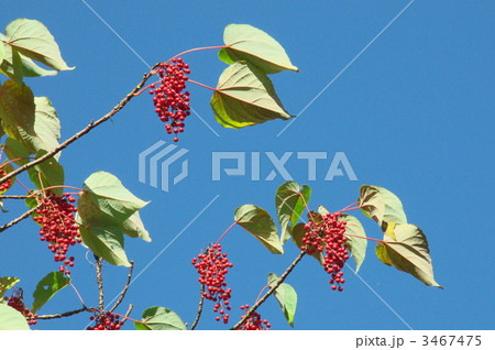 イイギリ 3467475