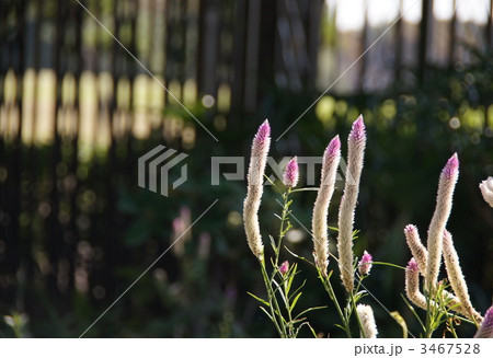 10月　ノゲイトウ・ヒユ科06 3467528