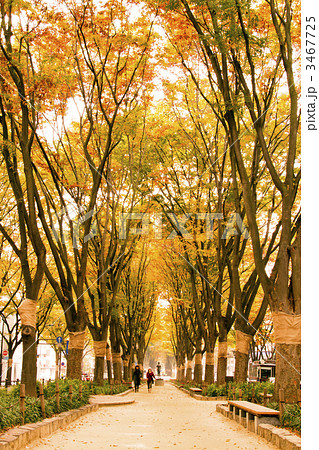 秋の散歩道 秋の散歩道の写真・画像素材-Snapmart（スナップマート）