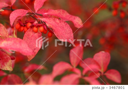 コマユミ コマユミ 3467801