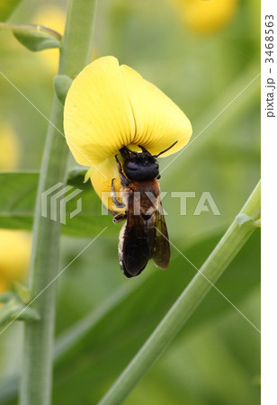 オオハキリバチ オオハキリバチ 3468563