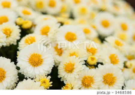 白いざる菊 白いざる菊 3468586