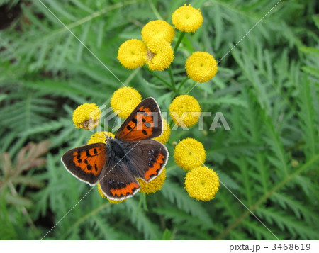 ベニシジミ タンジー ベニシジミ タンジー 3468619