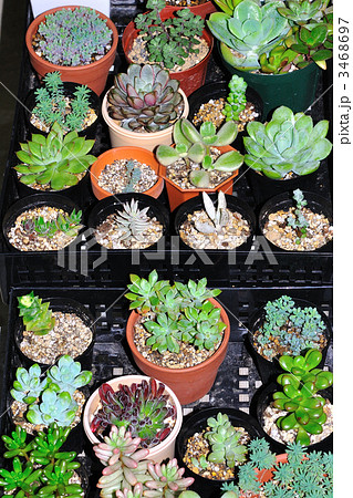 多肉植物 3468697