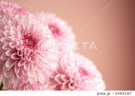 スプレーマム(ロリポップ) スプレーマム(ロリポップ) 3469187