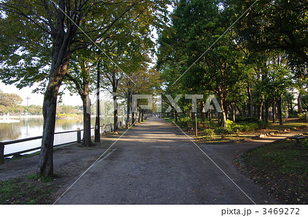 浮間公園の遊歩道 3469272