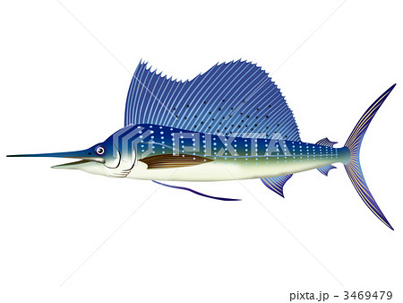 バショウカジキのイラスト素材